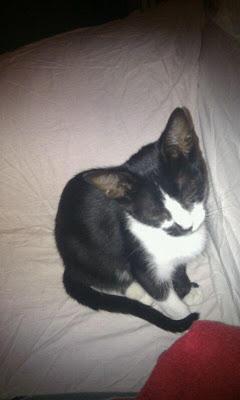 CALI - GATITO DE 4 MESES BUSCA COMPAÑEROS DE PISO.