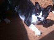 Cali gatito meses busca compañeros piso.