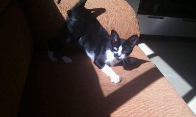 CALI - GATITO DE 4 MESES BUSCA COMPAÑEROS DE PISO.