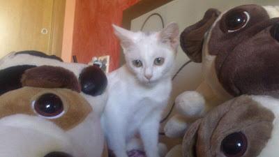 Duna - TODA SU FAMILIA ENVENENADA, ESTA GATITA SE MERECE UN HOGAR!‏