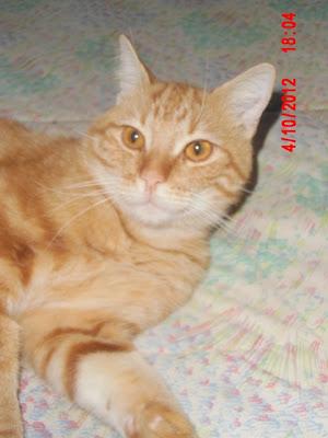 HEROS, EL AMOR ENCARNADO EN GATO NARANJA, _EN ADOPCIÓN_MURCIA.