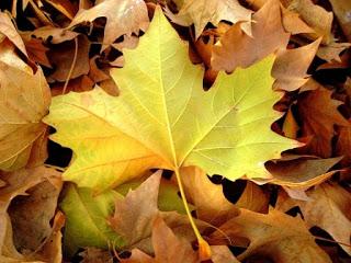 En esta estación de tierra húmeda...