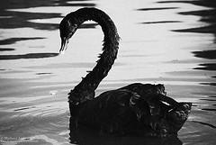 Los cisnes negros y la suerte determinarán el futuro de tu negocio