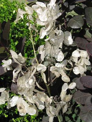 Lunaria Annua: Planta de dinero