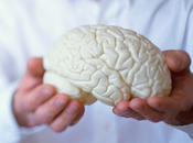 Enzima Dnmt3a2 tiene capacidad influir memoria