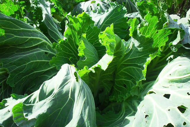 RECETARIO DE LA HUERTA........(Berzas).-