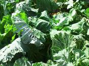 RECETARIO HUERTA........(Berzas)