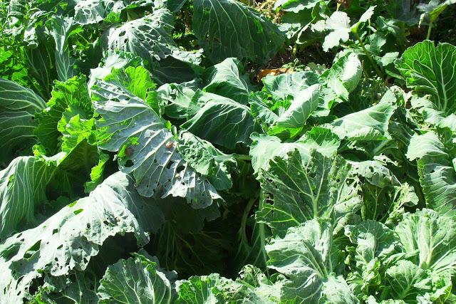 RECETARIO DE LA HUERTA........(Berzas).-