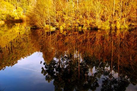 Otoño I por Sole Felloza