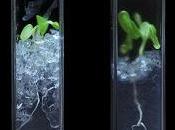 Tierra Transparente para Estudiar Raíces Plantas