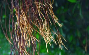 Tierra Transparente para Estudiar las Raíces de las Plantas