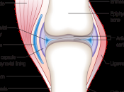 Protección Articulaciones