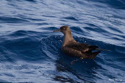 El mes de las pardelas