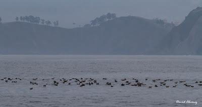 El mes de las pardelas