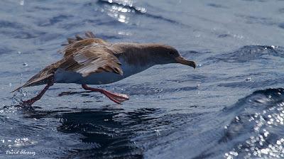 El mes de las pardelas