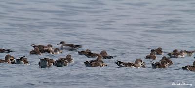 El mes de las pardelas