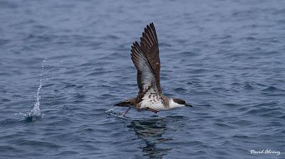 El mes de las pardelas