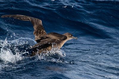 El mes de las pardelas