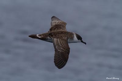 El mes de las pardelas