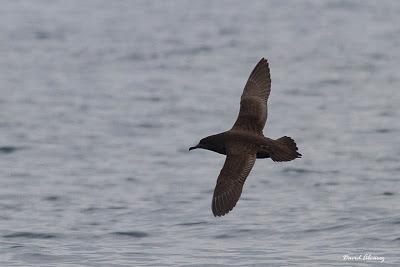 El mes de las pardelas