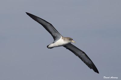 El mes de las pardelas