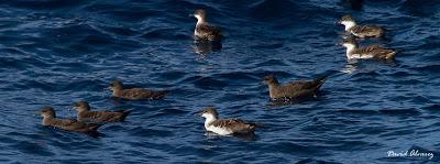 El mes de las pardelas