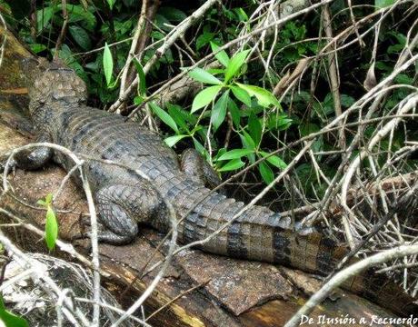 Tortuguero, la perla de Costa Rica