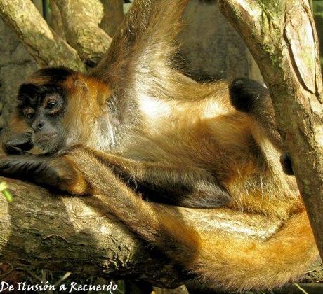 Tortuguero, la perla de Costa Rica