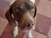 Pointer "dulce". (murcia)‏
