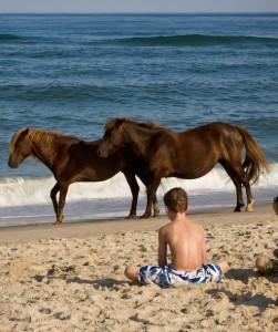 7 Islas dominadas por Animales