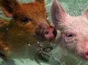 Islas dominadas Animales