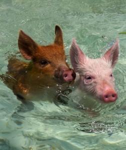 7 Islas dominadas por Animales