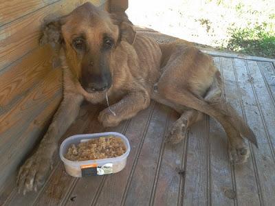 PALOTE SE MUERE, ¿LE DAS SU OPORTUNIDAD EN CREER EN EL SER HUMANO ANTES DE QUE SE VAYA?. (VALENCIA)