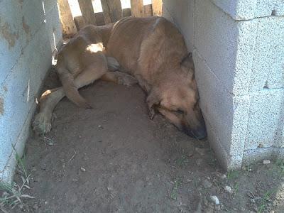 PALOTE SE MUERE, ¿LE DAS SU OPORTUNIDAD EN CREER EN EL SER HUMANO ANTES DE QUE SE VAYA?. (VALENCIA)