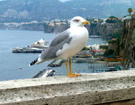 Gaviota en Sorrento