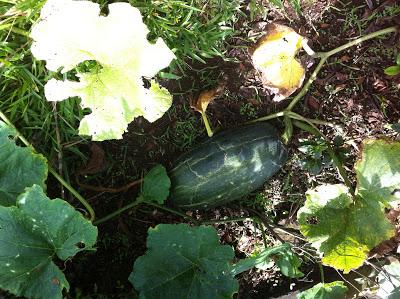 Puré de Calabaza-Ayote con Merquén.