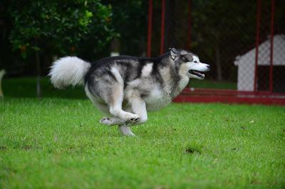 Puré de Calabaza-Ayote con Merquén.
