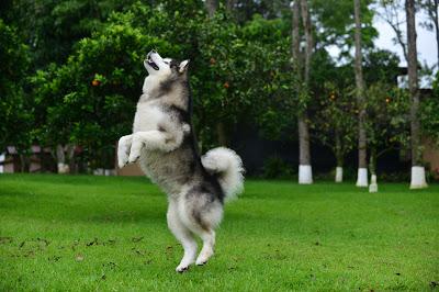 Puré de Calabaza-Ayote con Merquén.