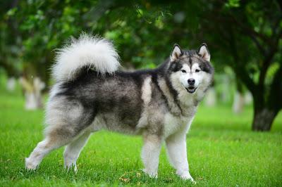 Puré de Calabaza-Ayote con Merquén.