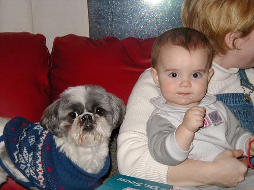 Los bebés que crecen con perros se convierten en individuos más sensibles