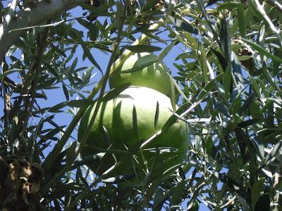 LAS CALABAZAS DE ESTE AÑO