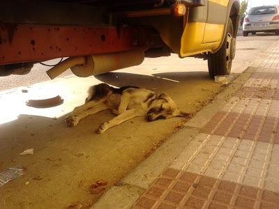 Pastora alemana abandonada y herida en un pueblo de Córdoba. URGENTE!!!