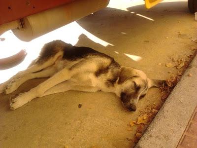 Pastora alemana abandonada y herida en un pueblo de Córdoba. URGENTE!!!