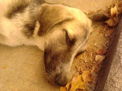 Pastora alemana abandonada y herida en un pueblo de Córdoba. URGENTE!!!
