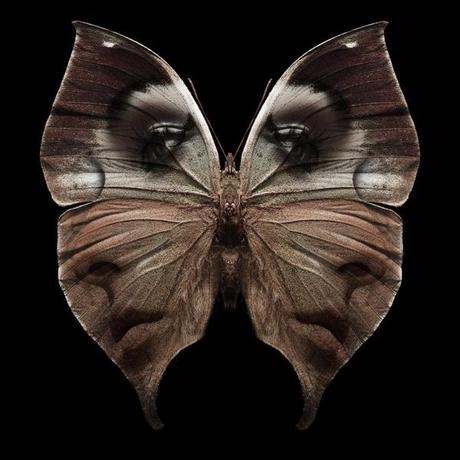 Mimikry - Carsten Witte