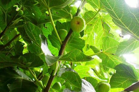 ES TIEMPO DE.................(Higos).-