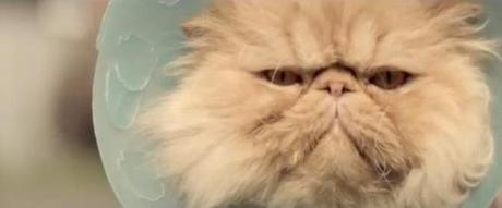 gato toyota corolla 2013 Un gato que se enamora de un coche y hace lo posible por montarse en él