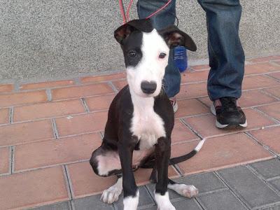 CACHORRA ATADA CON UN CABLE, NECESITA AYUDA URGENTE.