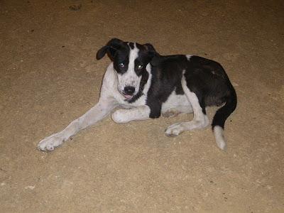 MAYA,CACHORRA GUAPÍSIMA EN LA CALLE HUELVA. MUY URGENTE!!