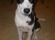 Maya,cachorra guapísima calle huelva. urgente!!